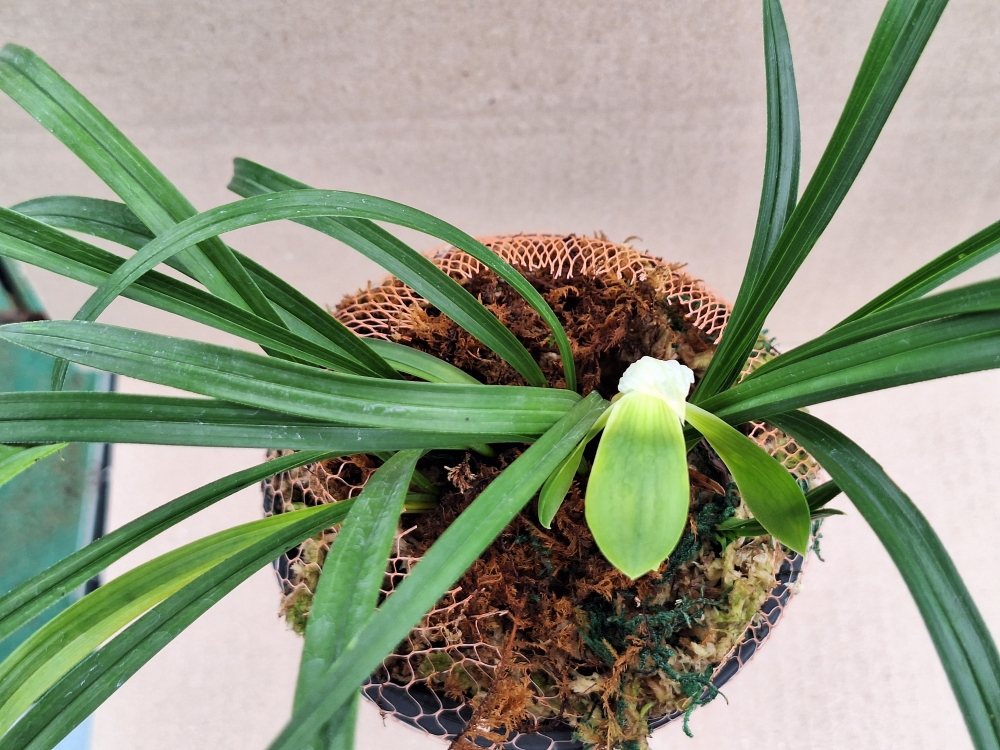 재개화 해볼만한 소심 ?