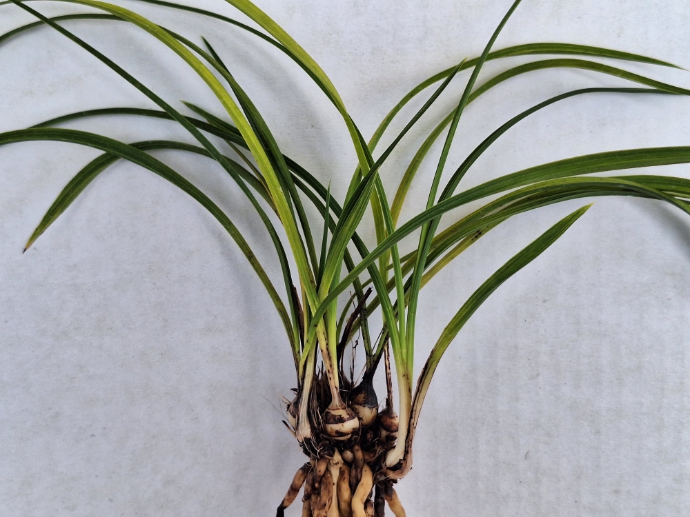 서성이 강한 산반입니?