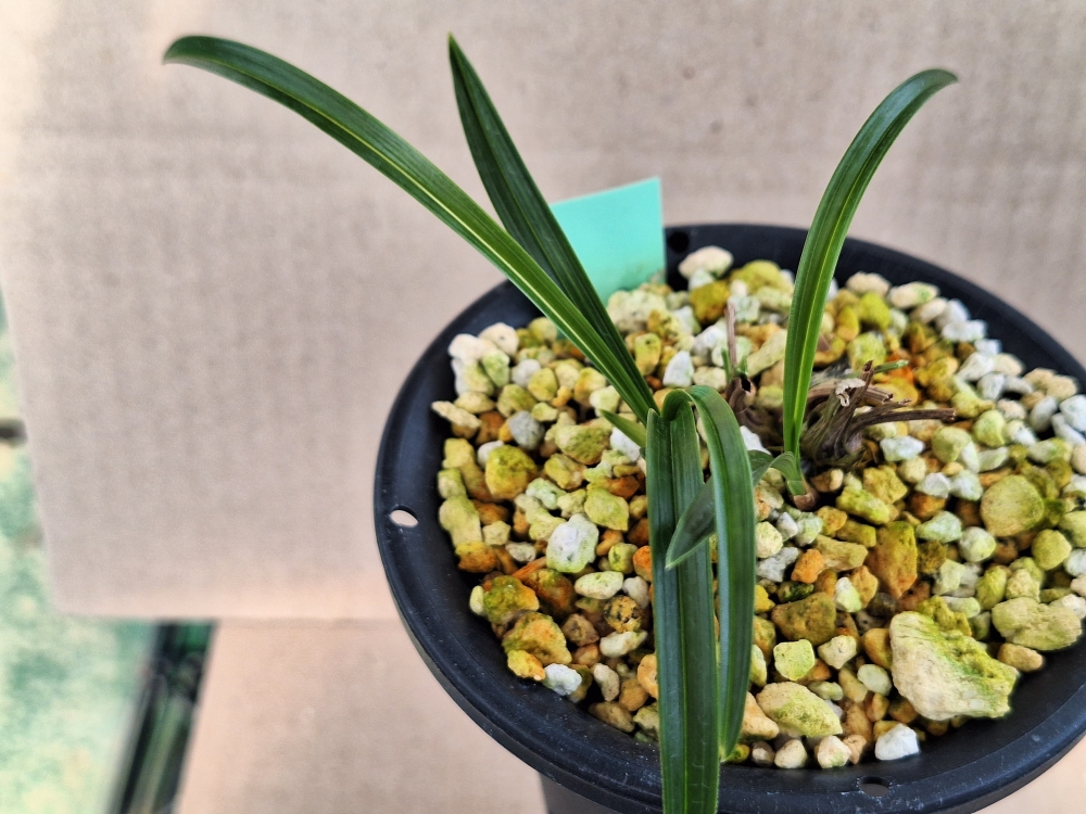 황 산반호 입니다