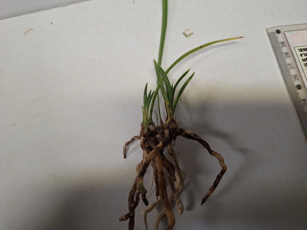 까랑까랑한 서반 입니?