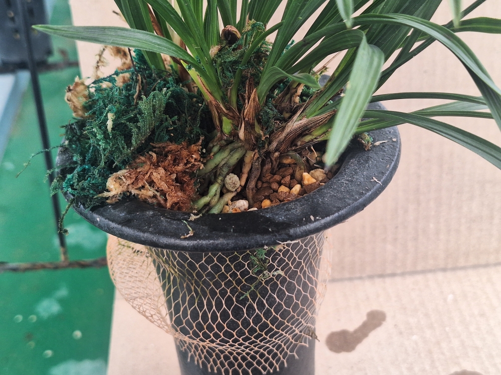 화형소심 입니다