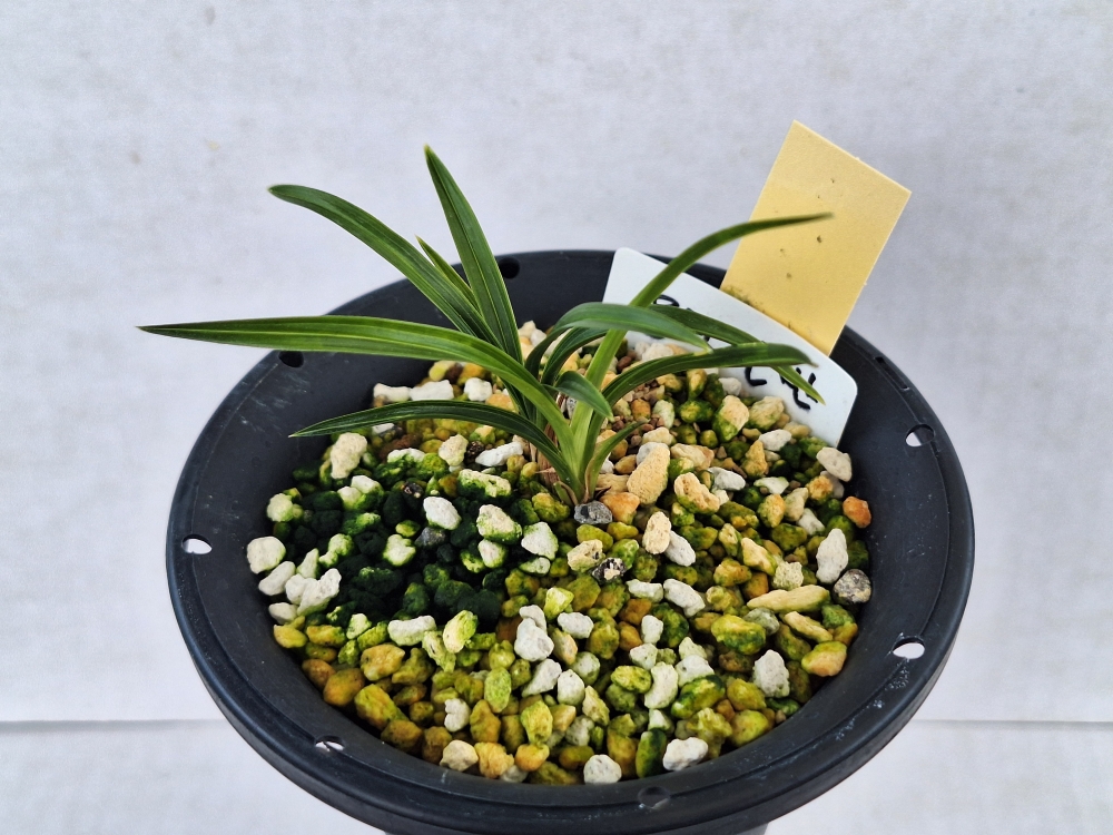 산채배양중인 산반