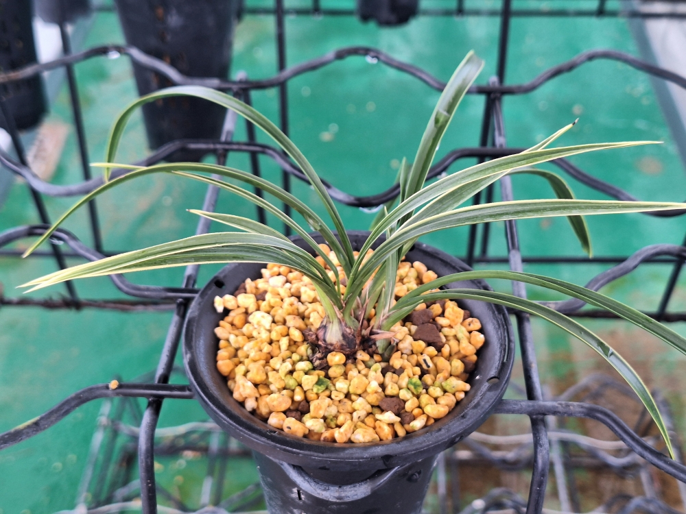 무니 밥이 좋운 복륜 ?