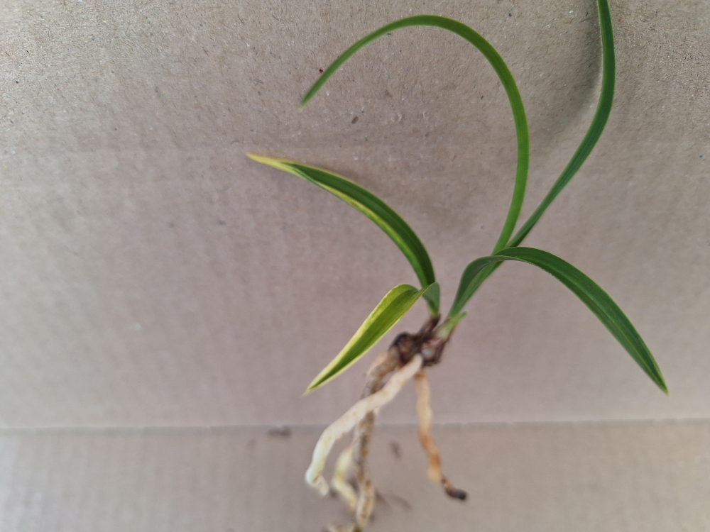 화려한 황산반 입니다