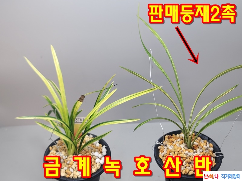금계녹호산반