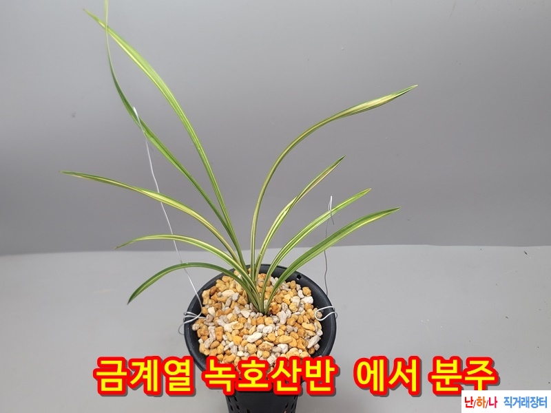 단엽성  압성  호중투