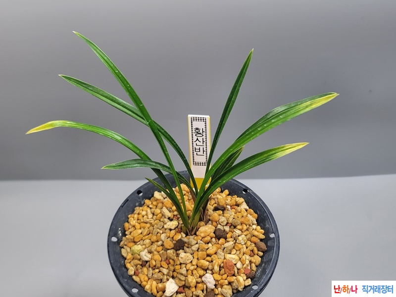 황산반