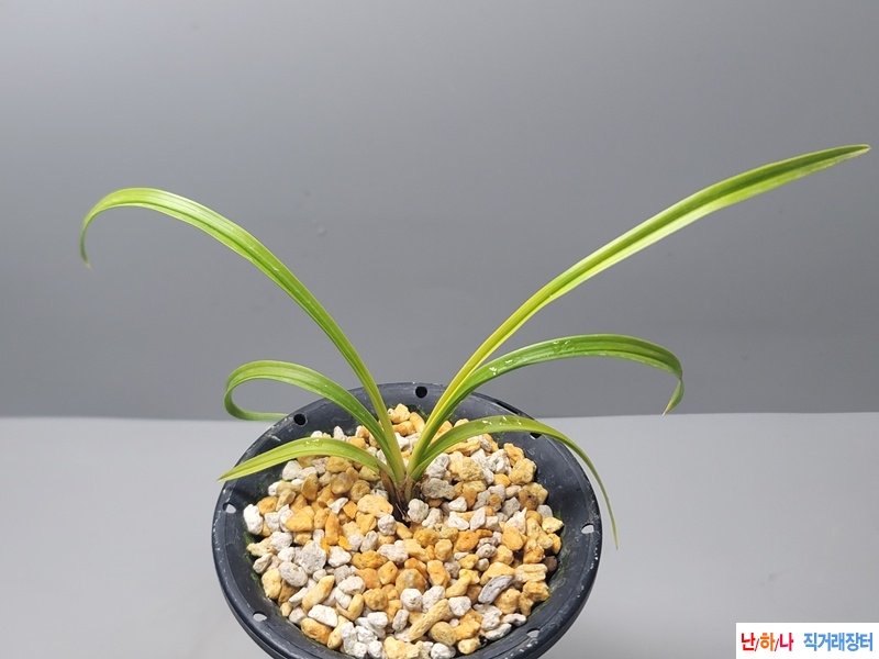 두화변  기부  극황서?