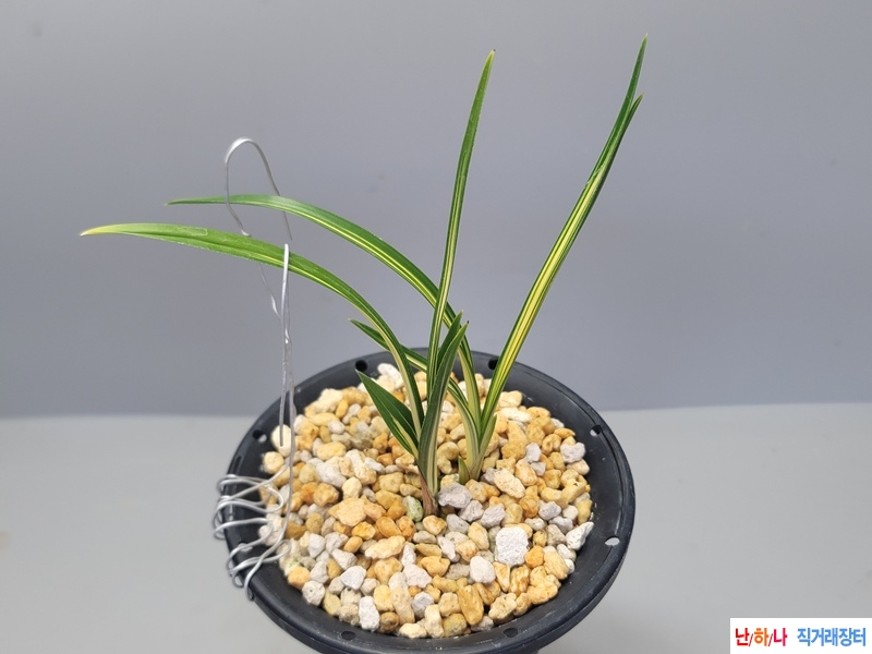 두화변  입변 중투호