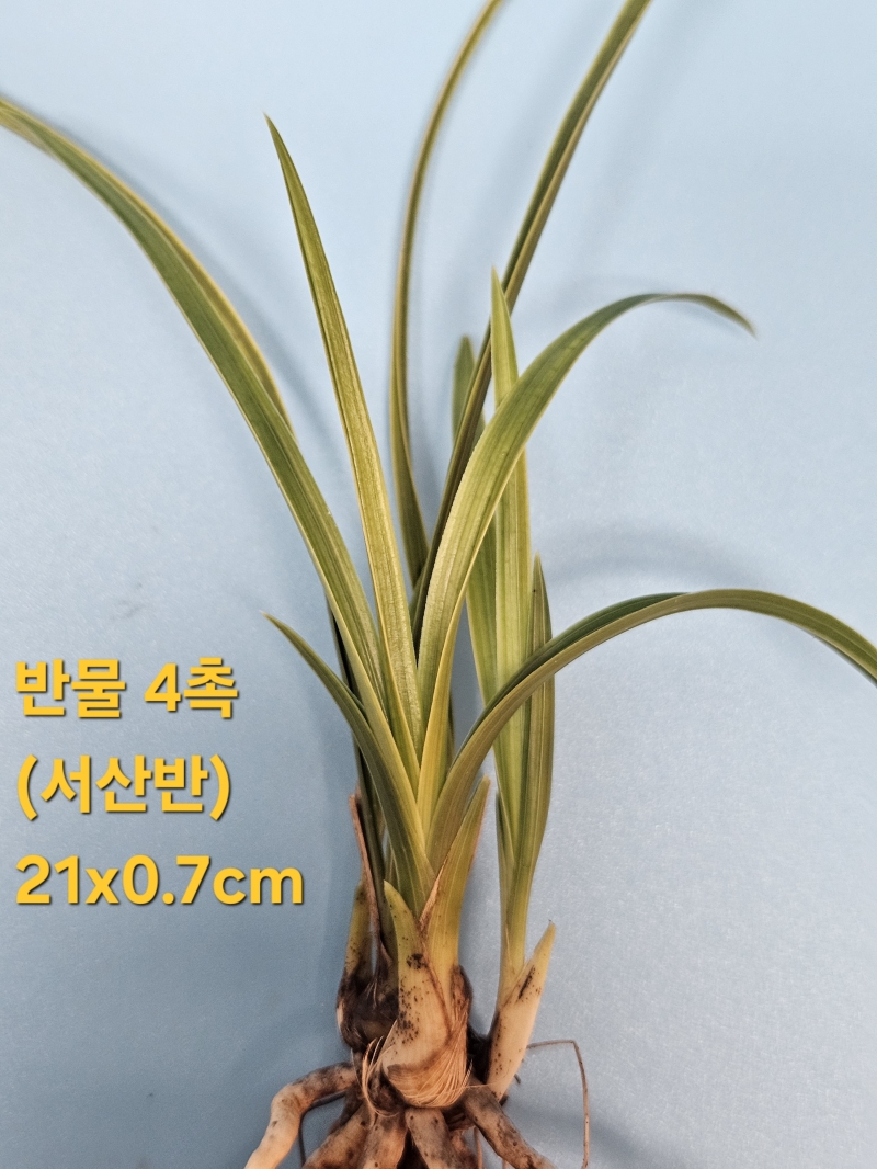 서산반
