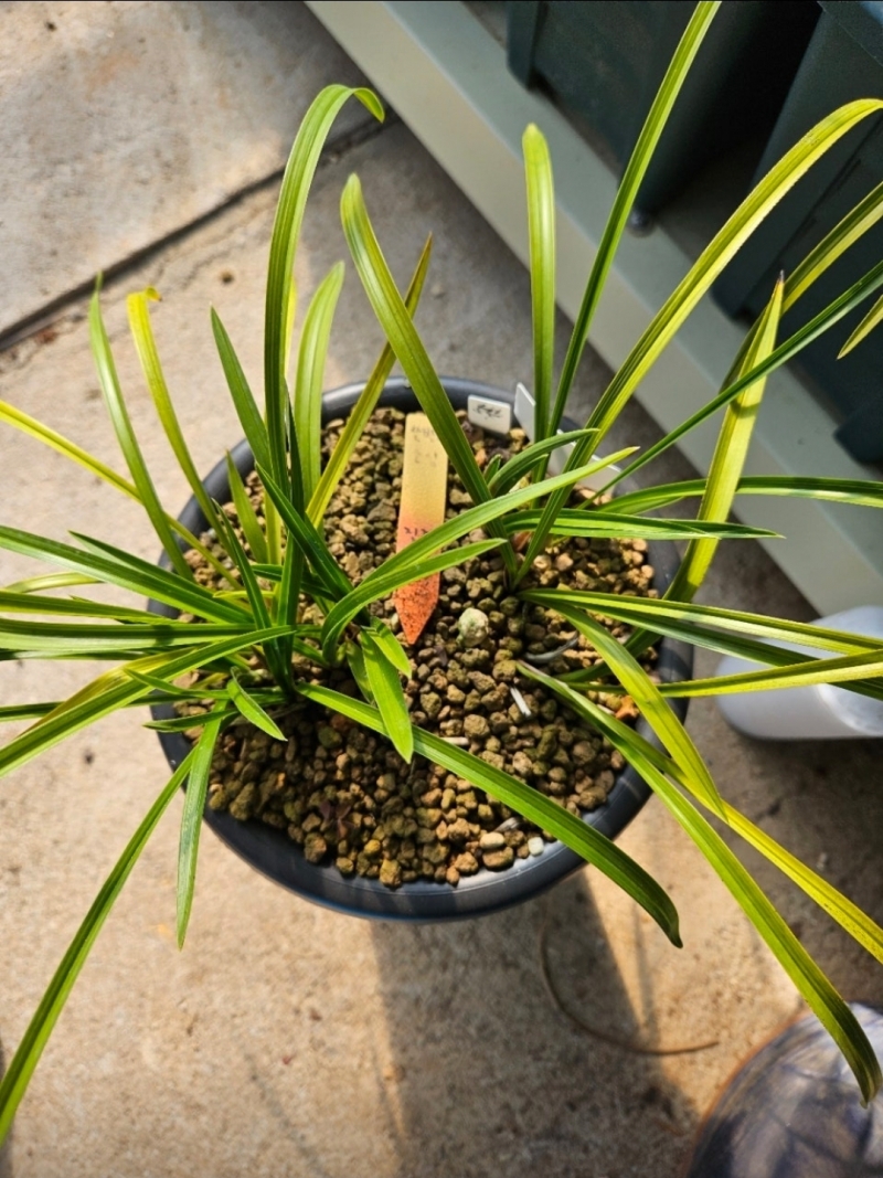 산반소심(명석산지)