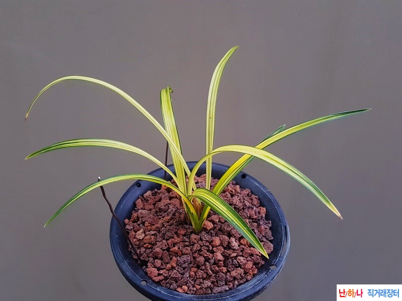 종자하세요. (황중투)