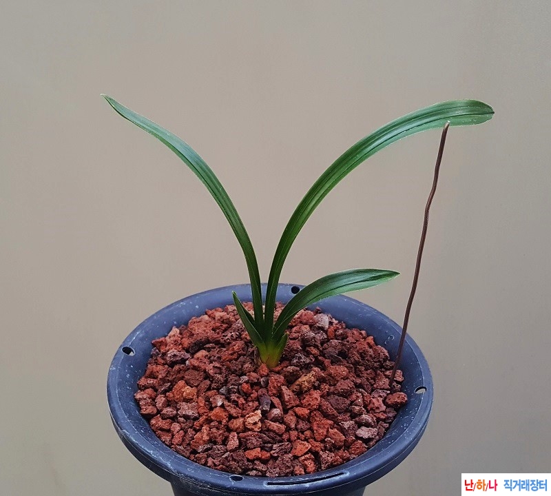 종자하세요. (장단엽/?