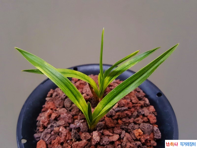 종자하세요. (단엽성/?