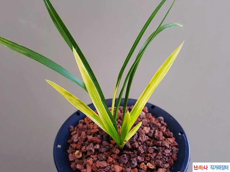 종자하세요. (호피반)