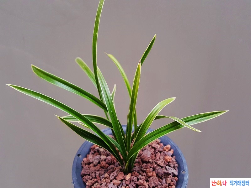 종자하세요. (산반복륜?