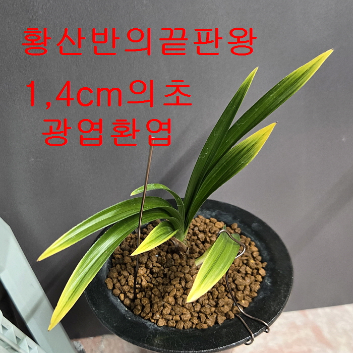 초광엽황산반에끝판왕