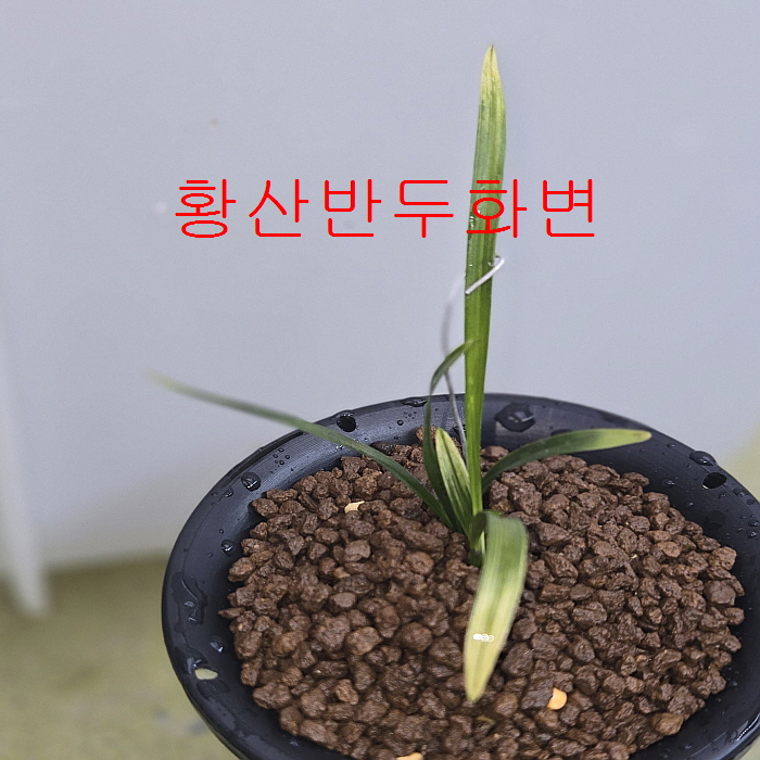황산반두화변무소멸