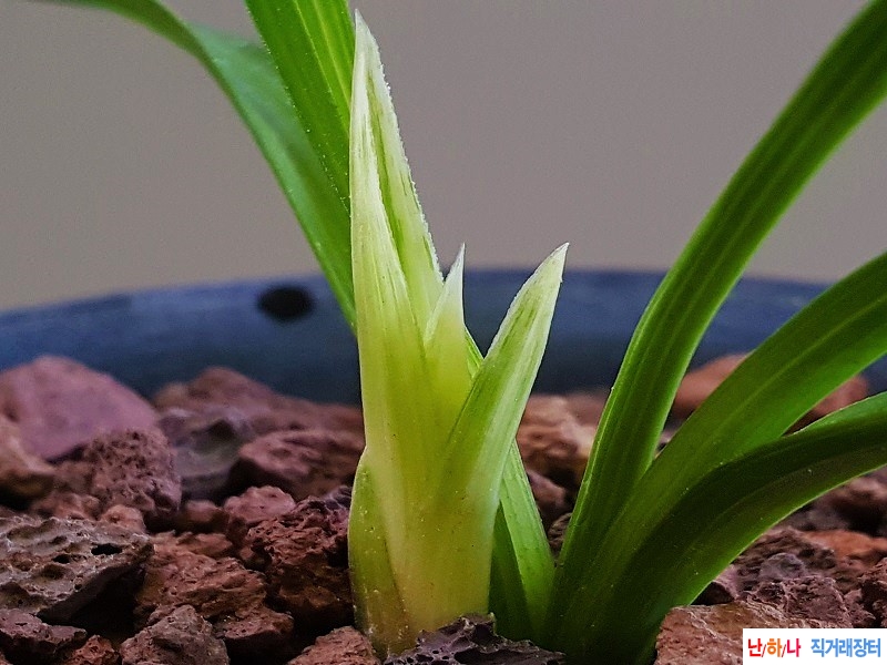 종자하세요. (환엽산반?