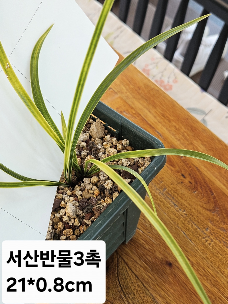 서산반