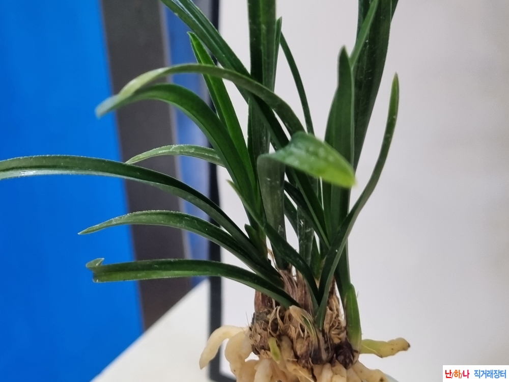 산채생강출발 민단엽