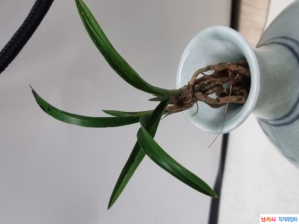 생강출발 진청단엽