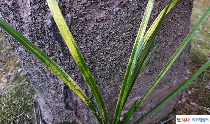 @산채 프리미엄