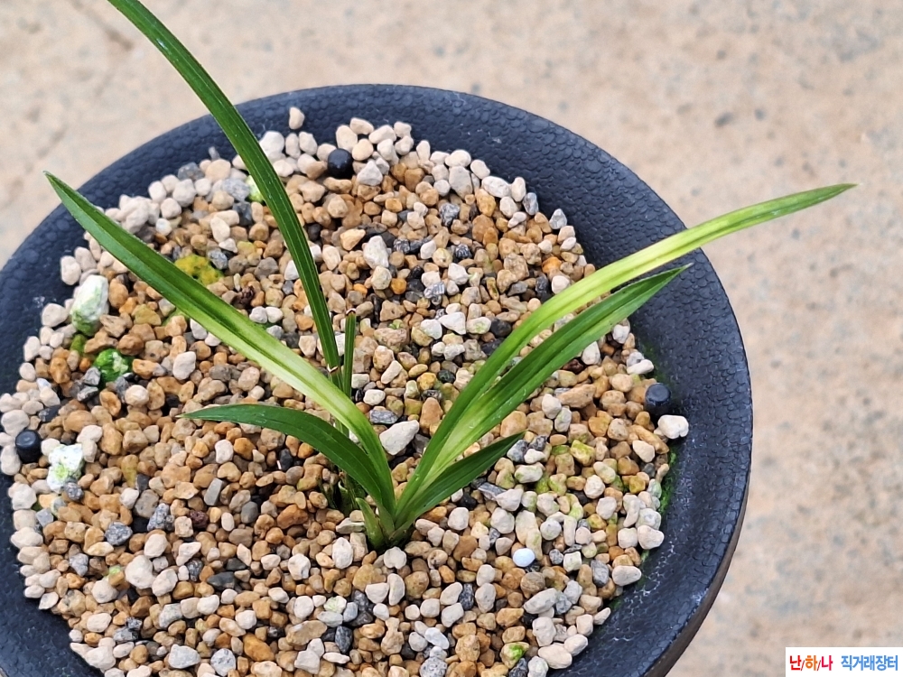 특종자입변서반