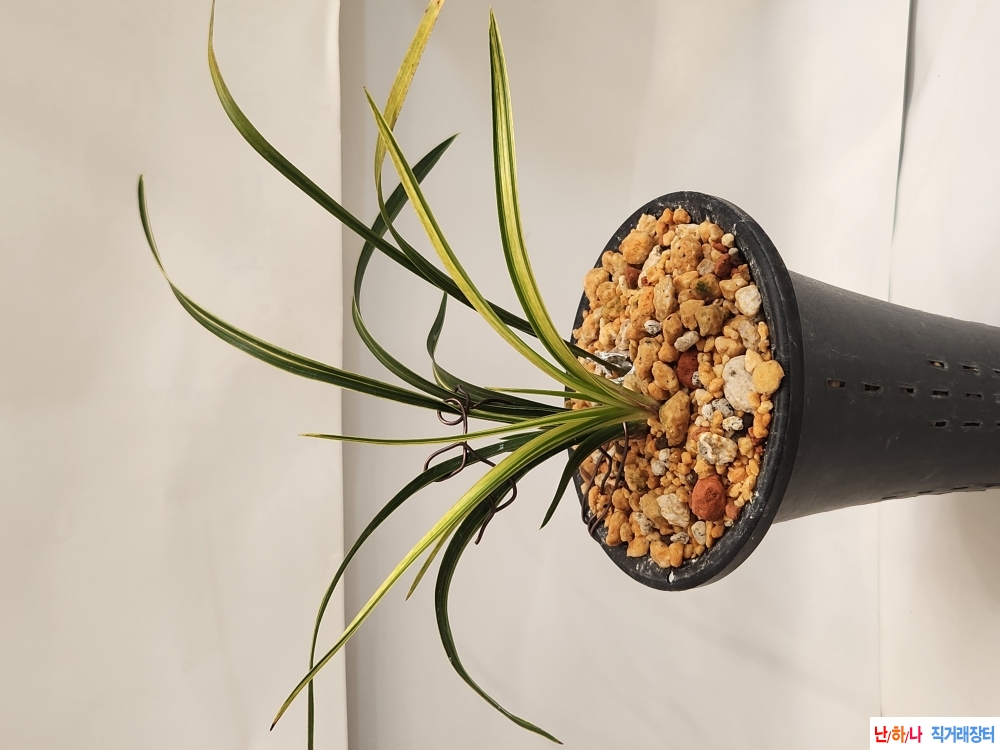 산채출.금계녹호