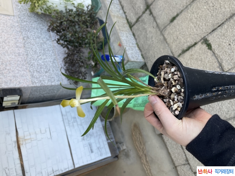 주금소심