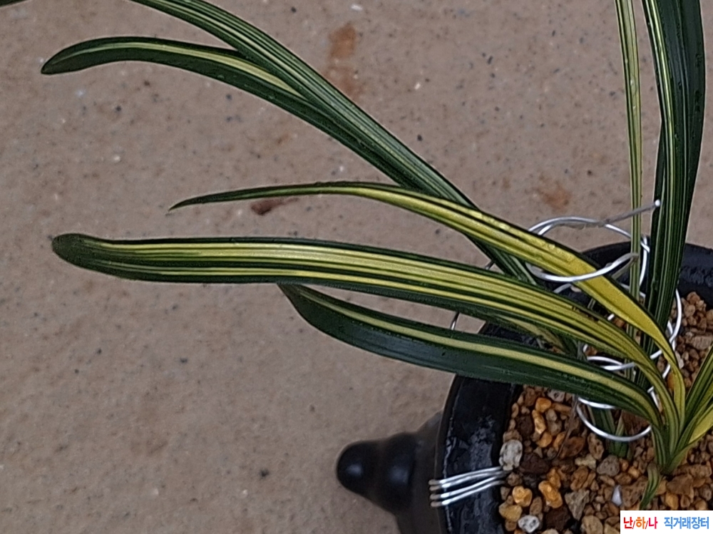 웅장한극황중투호