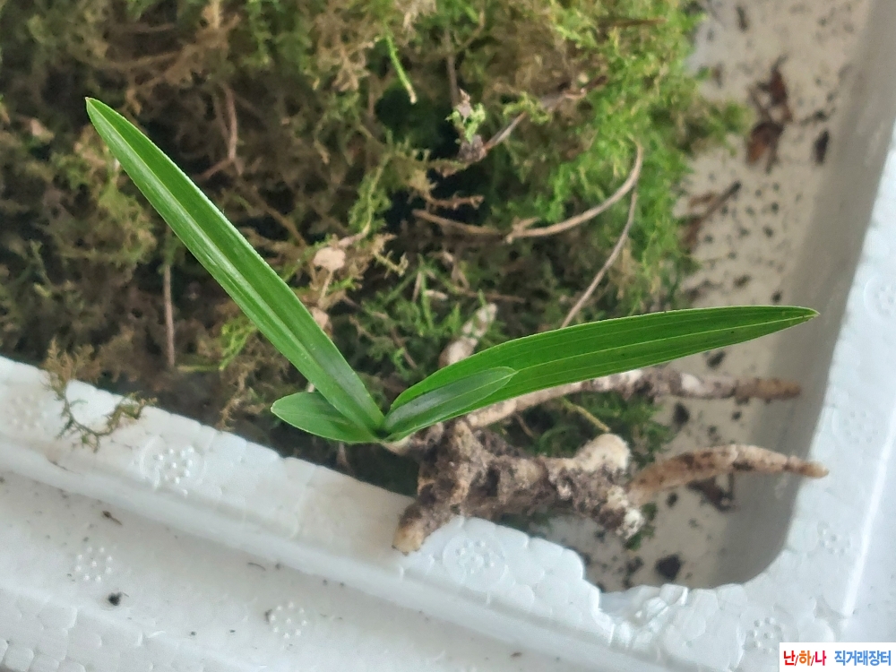 산채둥근환엽변