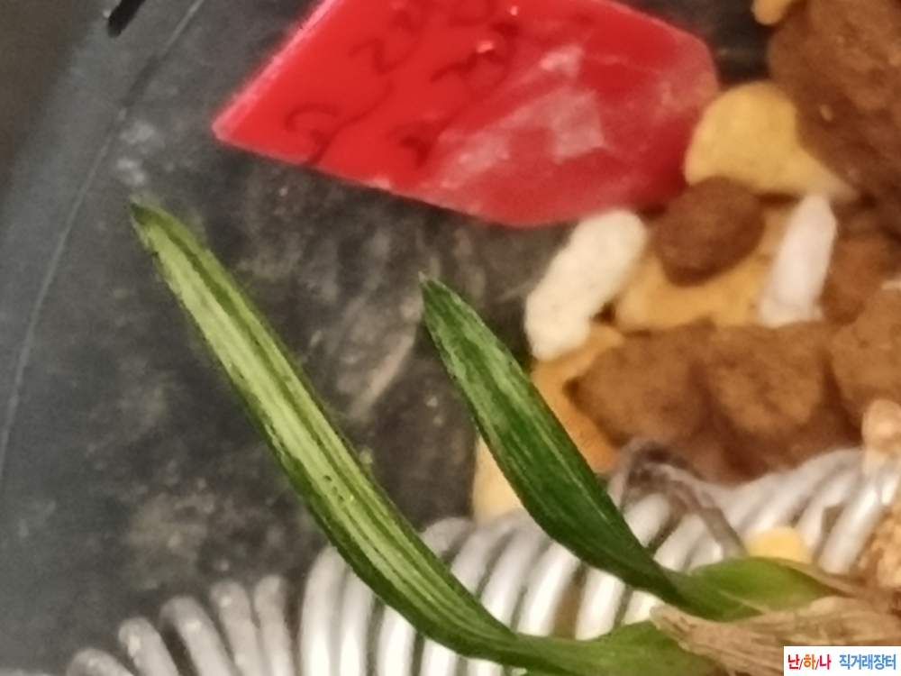 산반중투