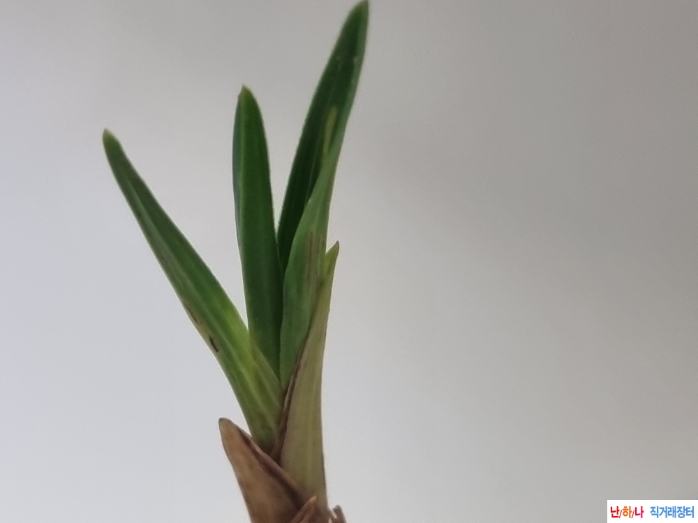 잘생긴후육입변