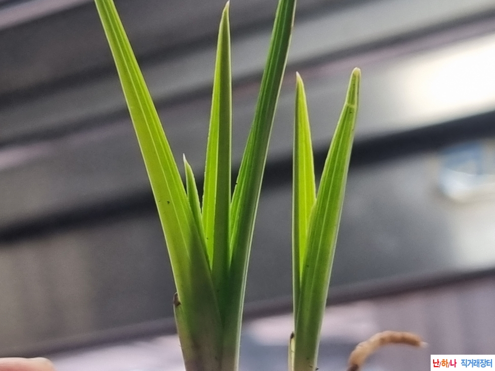 산채생강 입변서반