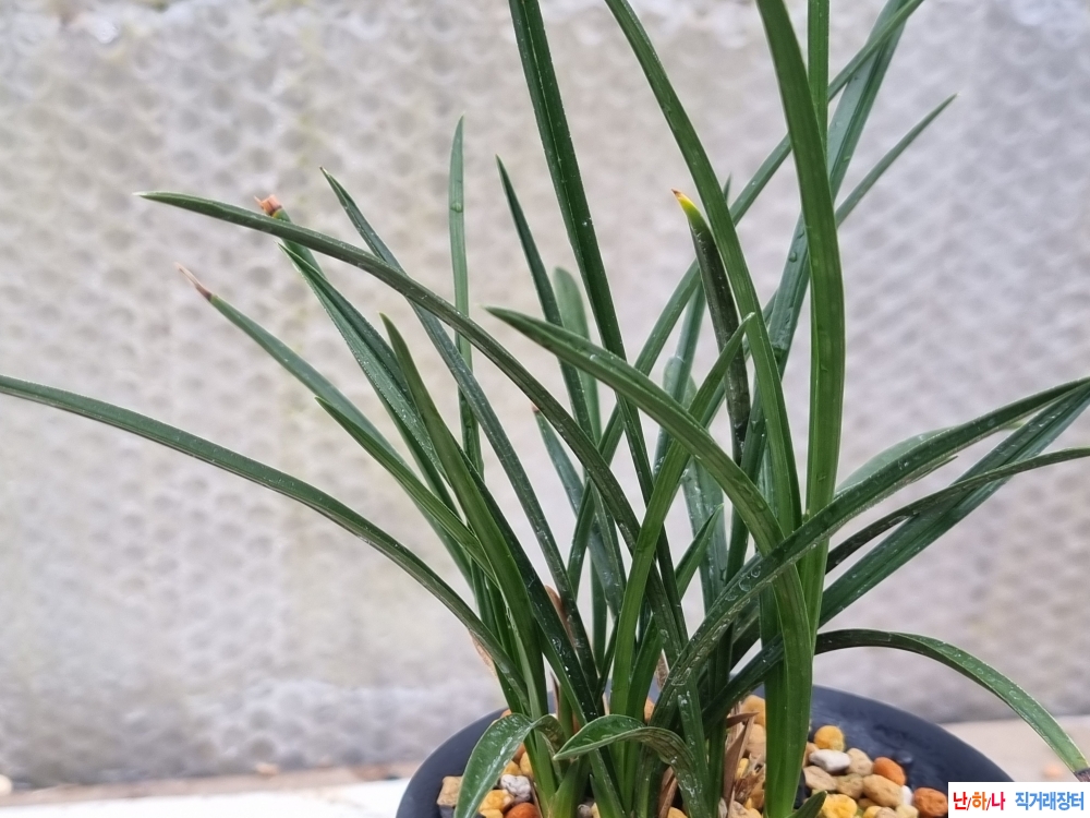 생강출발 진청 장단엽?