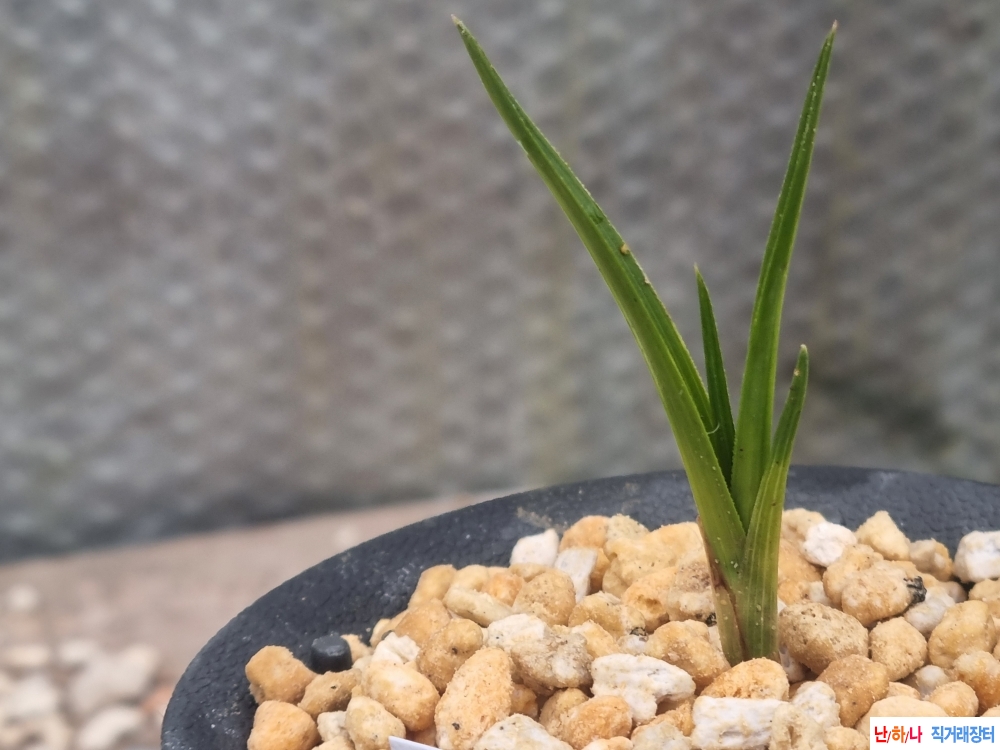 산채생강 후육 입변 호