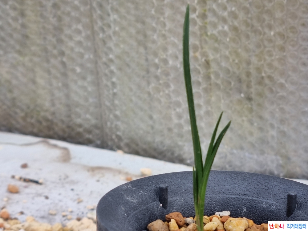 산채생강 후육 입변