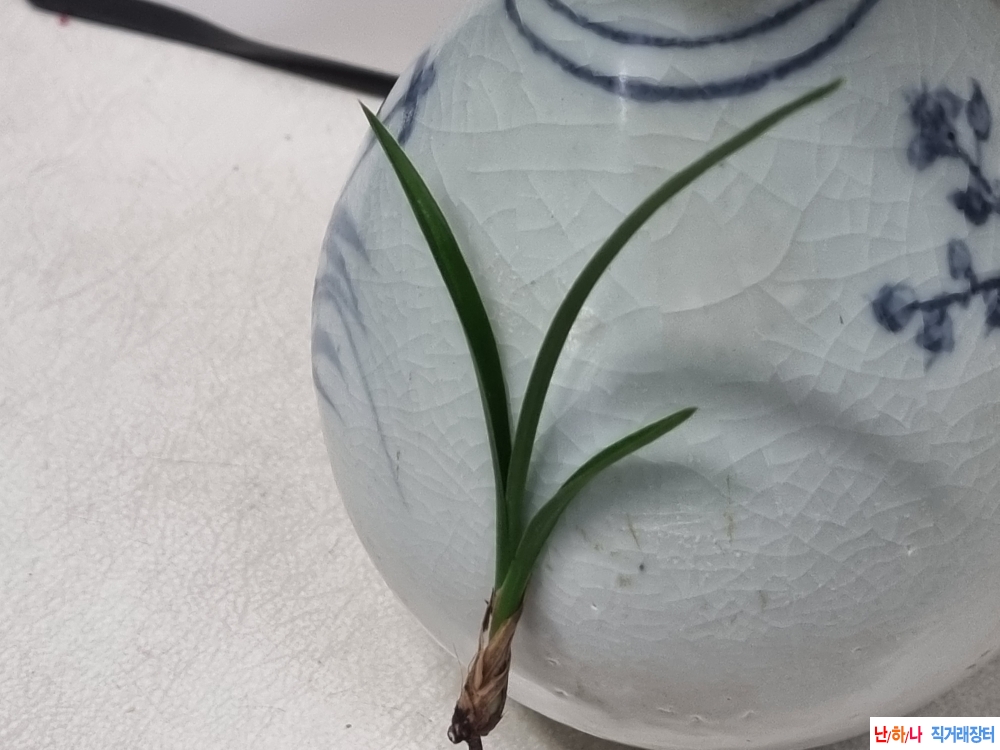 산채생강 후육 두화변