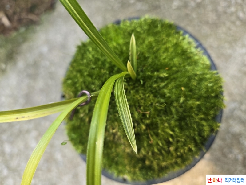 산출 금계터지는 산반?