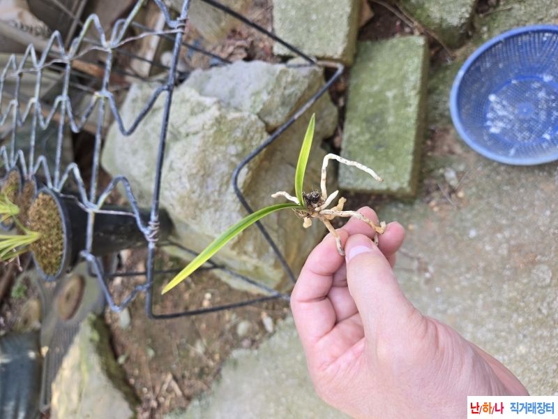 산출 입변서반