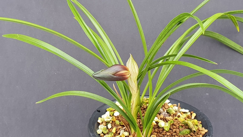 자(산반복색)화