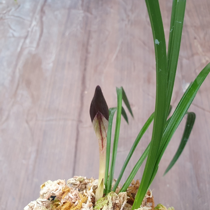 수채,,색설,,자화,,3특