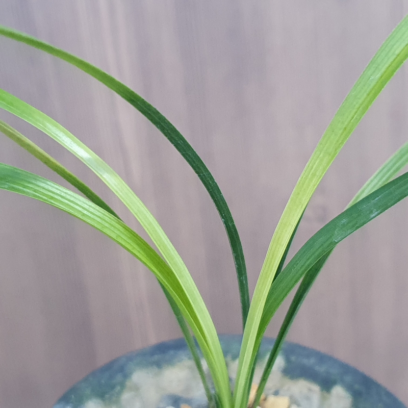 산채출발,,황,,서반