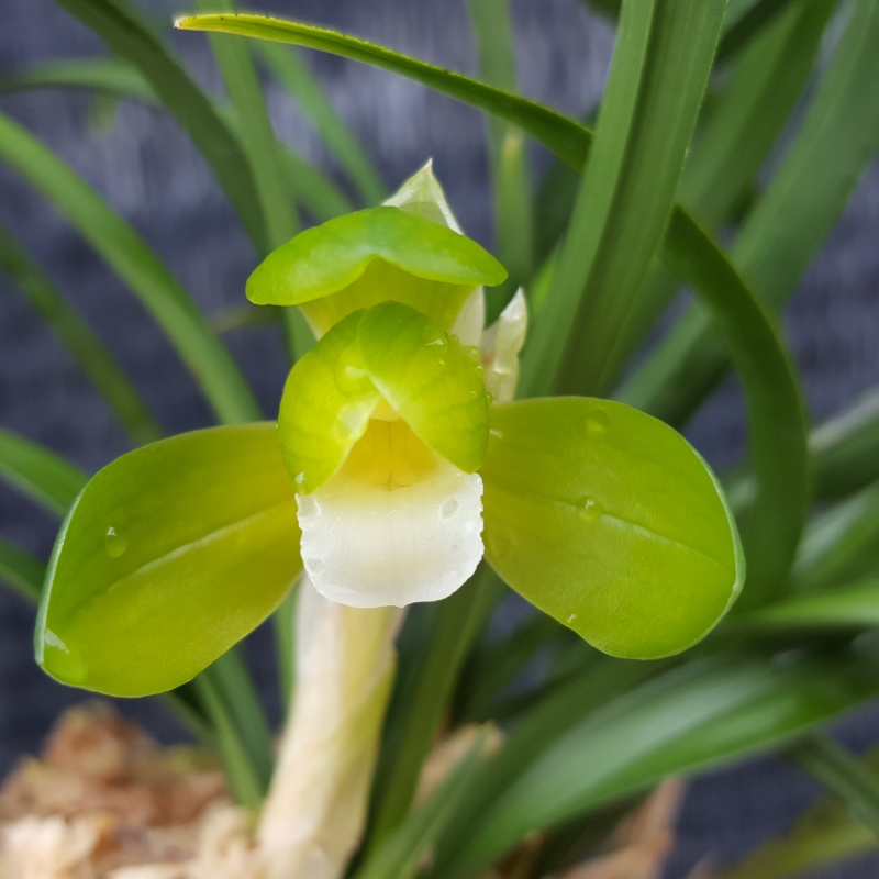 무명,,원판,,황소심