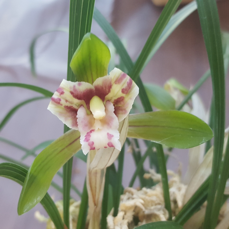 무명,,고정,,삼설기화,,?