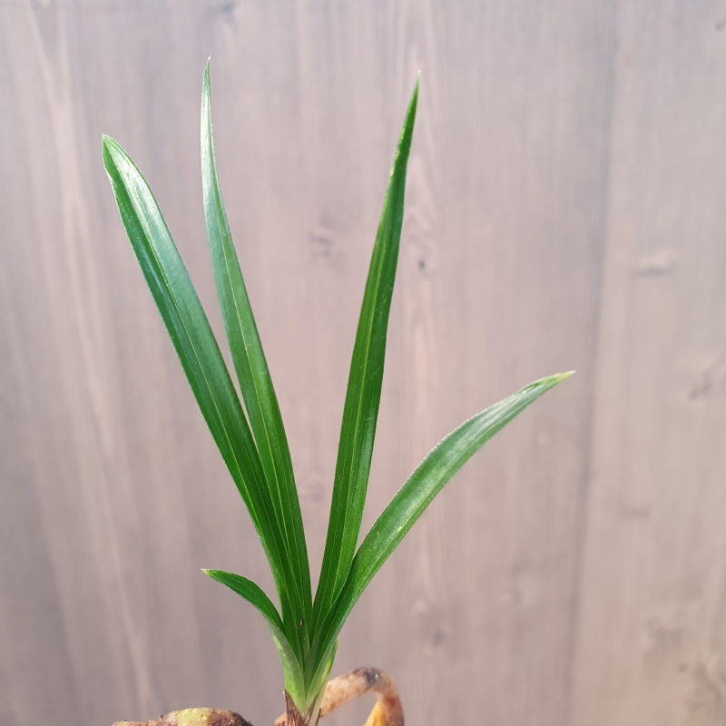 두화변,,입변,,산반