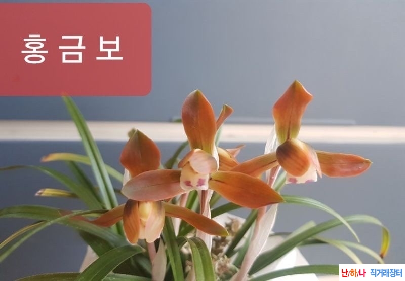 홍화3