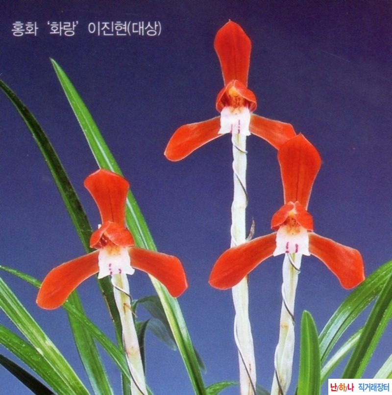 적홍화2