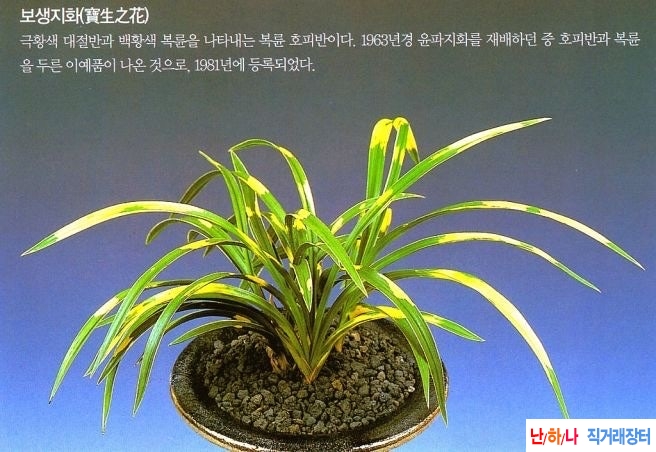 복륜호피반1